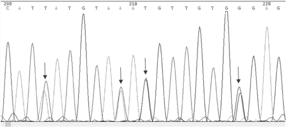 chromatogram